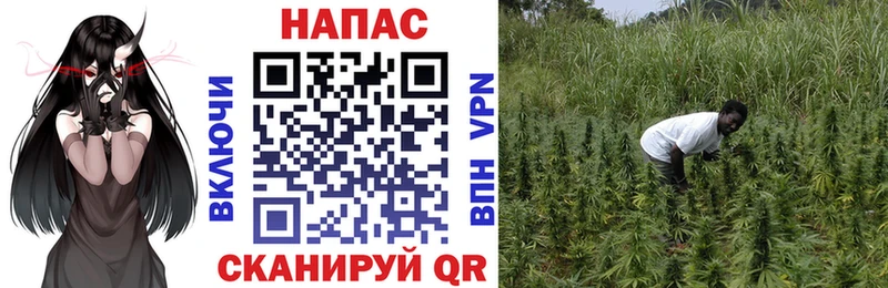 Купить  Ильский  Бошки Шишки OG Kush 